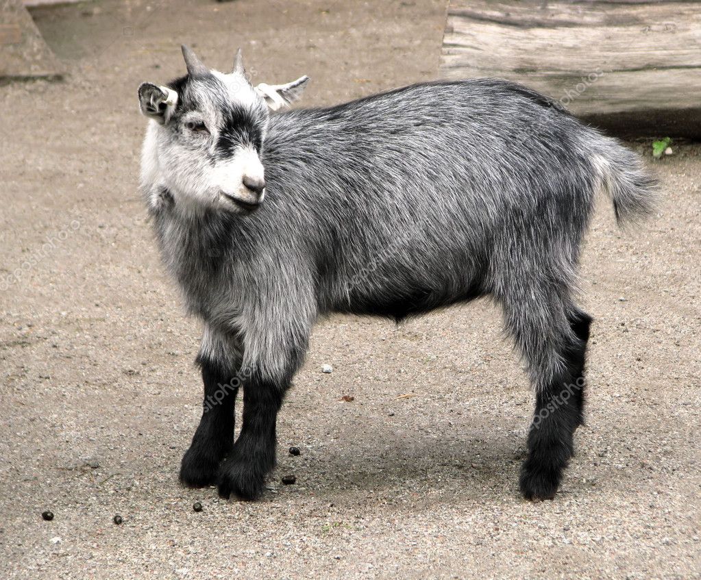depositphotos 4967003 Baby goat